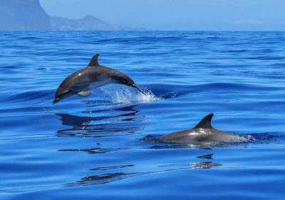 The Complete Guide to Wasini Island & Kisite Marine Park (2026)