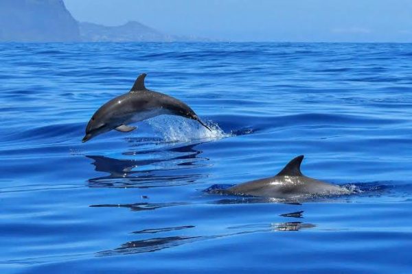 Wasini Day trip Dolphins, Kisite marine park Dhow experience