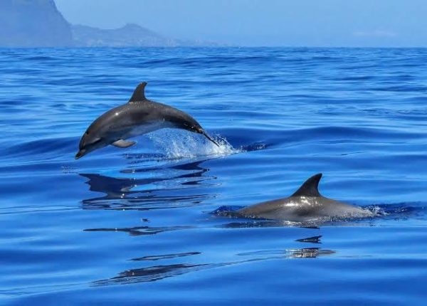 Wasini Day trip Dolphins, Kisite marine park Dhow experience