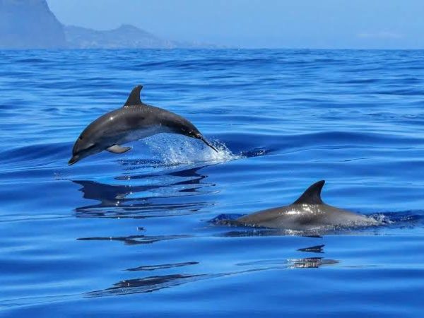 Wasini Day trip Dolphins, Kisite marine park Dhow experience